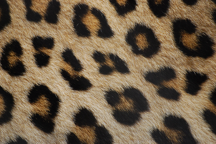 A picture showing fur belongs to the sub category mammals as one of the five